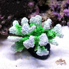 Vibrant Resin Coral Reef Decor for Aquariums