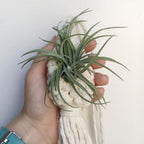 Handmade Macrame Plant Hanger – Decorative Suspension for Plants in Boho Style