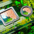 Aquarium feeding ring
