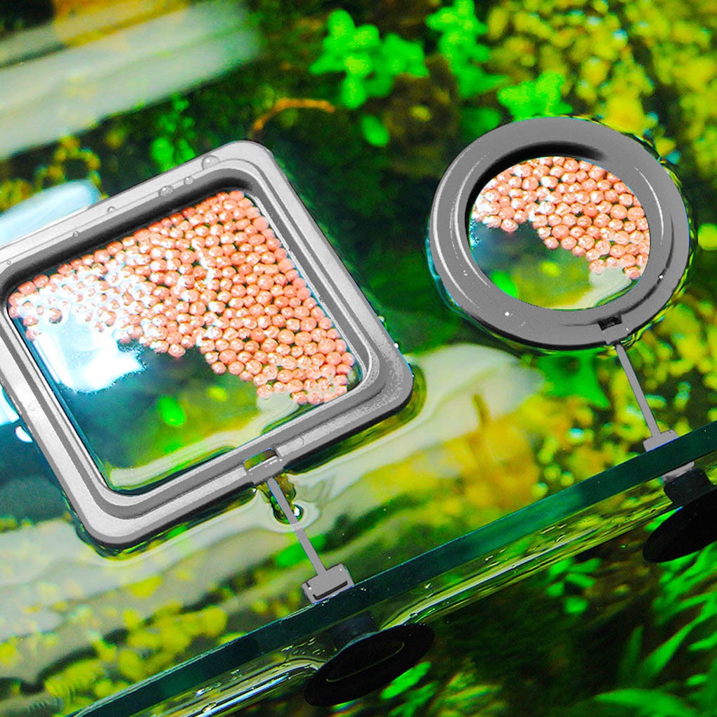 Aquarium feeding ring