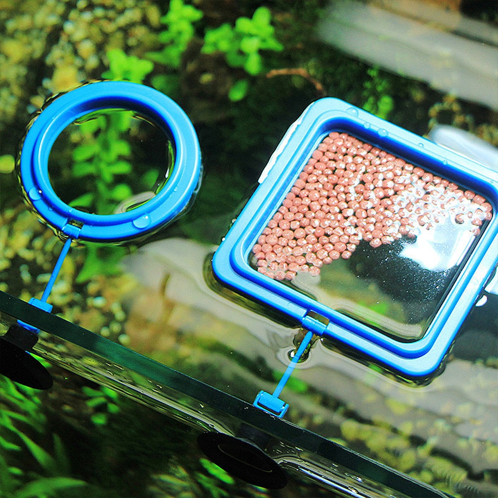 Aquarium feeding ring