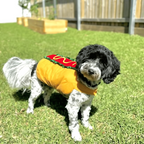 Halloween Hot Dog Pet Costume