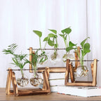 Fauna Plants Cuttings Pots | Grow your own plants at home