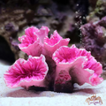 Vibrant Resin Coral Reef Decor for Aquariums