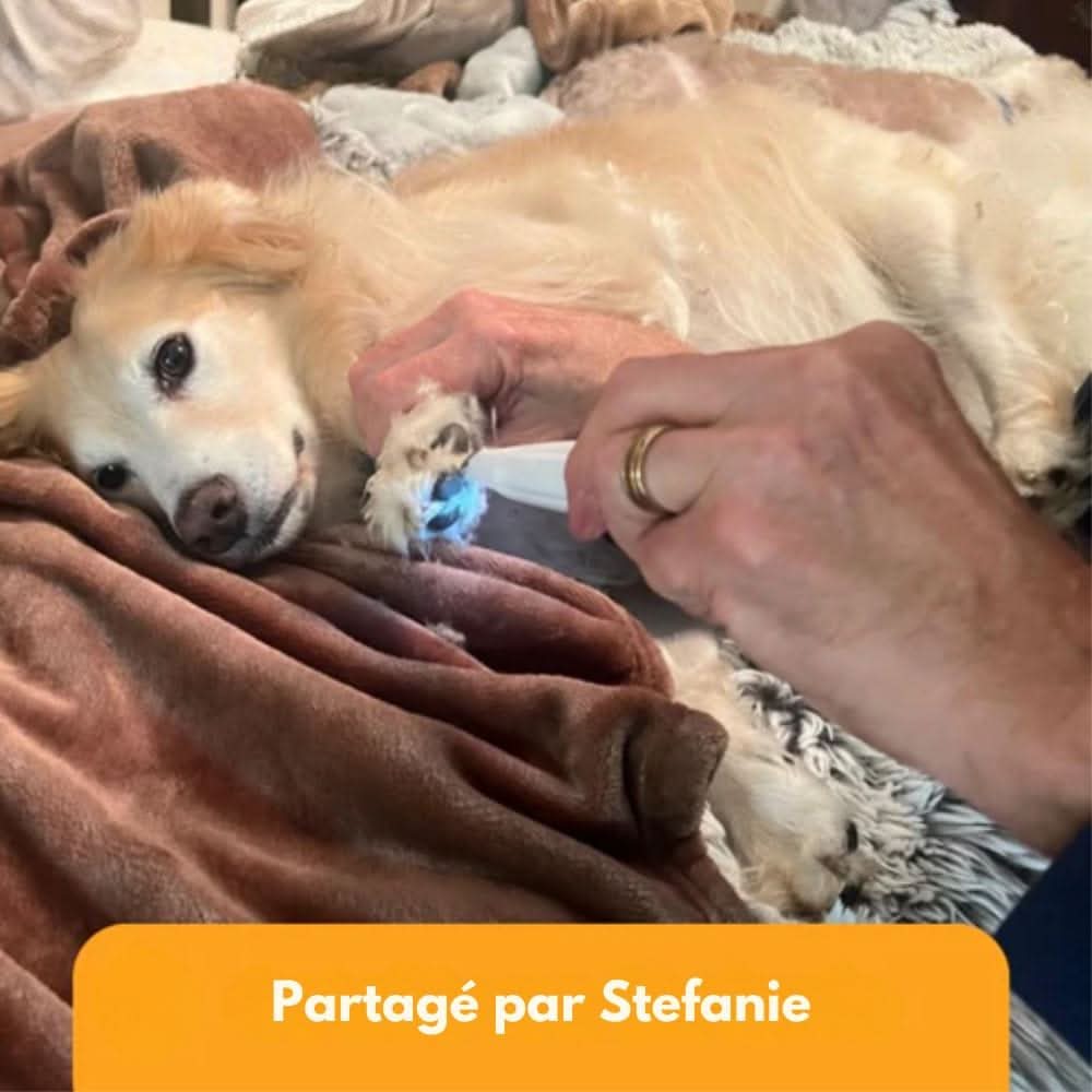 Silent dog trimmer for clean paws & sensitive areas