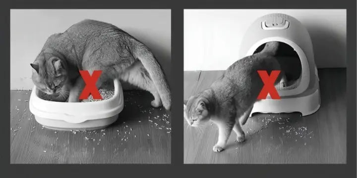 Cat litter mat – Keep your floors clean and litter-free!