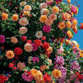 Climbing Roses Together Pink Eden – timeless garden splendor