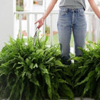 Artificial Boston Fern Bundle - UV resistant & easy to care for (18 stems)