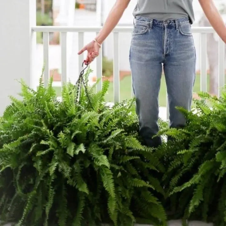 Artificial Boston Fern Bundle - UV resistant & easy to care for (18 stems)