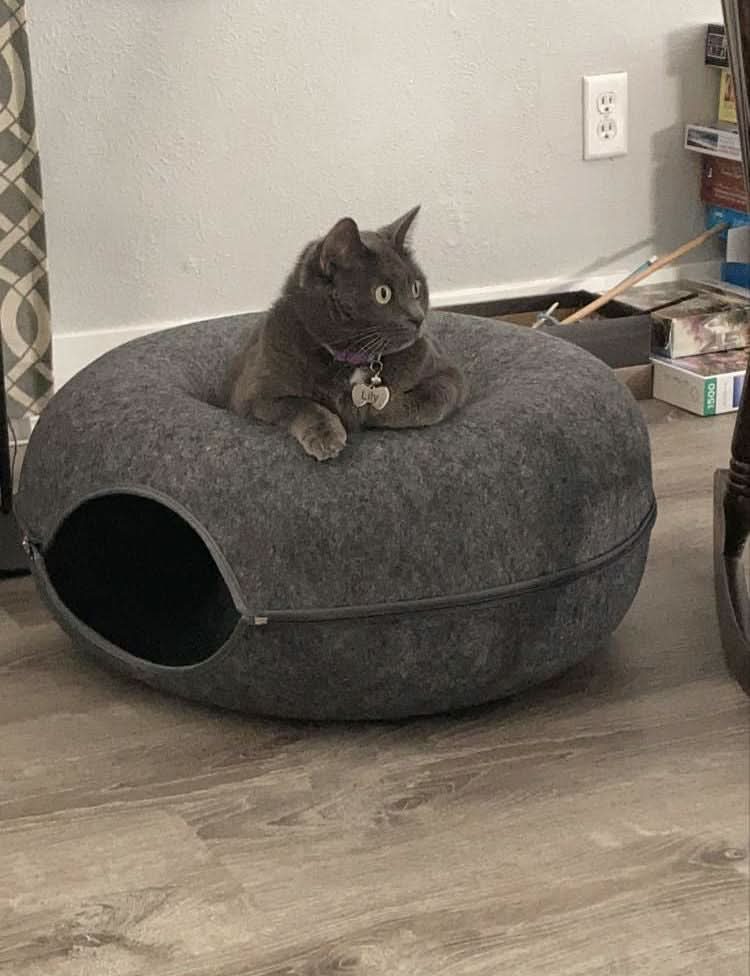 Luxury cat tunnel with sleeping area