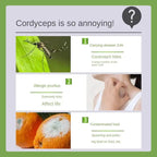Mosquito plaster with herbal scent (10 pieces)