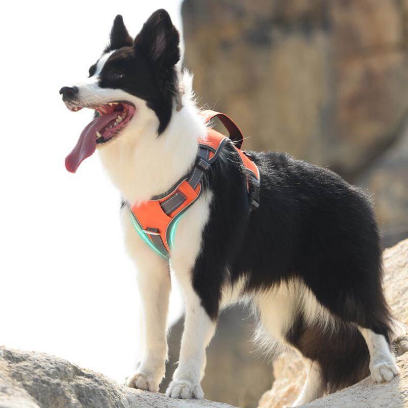 Multifunctional explosion-proof anti-pull harness for medium to large dogs harness