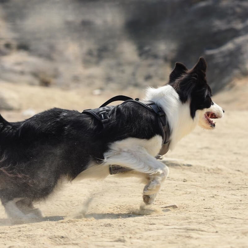 Multifunctional explosion-proof anti-pull harness for medium to large dogs harness