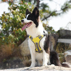 Multifunctional explosion-proof anti-pull harness for medium to large dogs harness