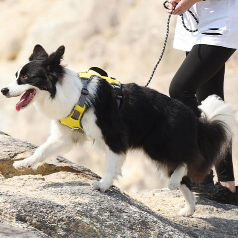 Multifunctional explosion-proof anti-pull harness for medium to large dogs harness