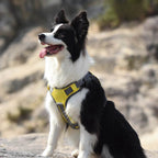 Multifunctional explosion-proof anti-pull harness for medium to large dogs harness