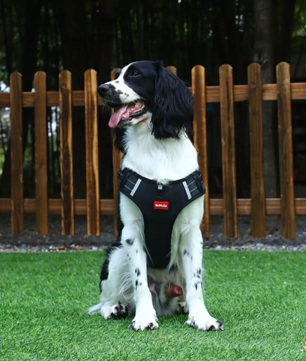 Anti-Pull Dog Harness for Relaxed Walks