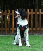 anti-pull dog harness for pain-free walks