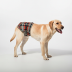 Orthopaedic hind leg harness - PawRelief