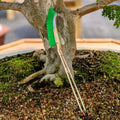 Nylon brush for bonsai trunk area cleaning – garden care tool