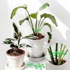 Plant Stem Stabilizer Set – For Healthy Growth & Secure Stand