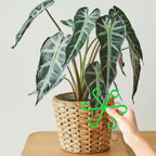 Plant Stem Stabilizer Set – For Healthy Growth & Secure Stand