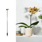 Plant support – Stable climbing aid for flowers & vegetables (20 pieces)