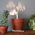 Plant pot with 7 light projections for wall decor