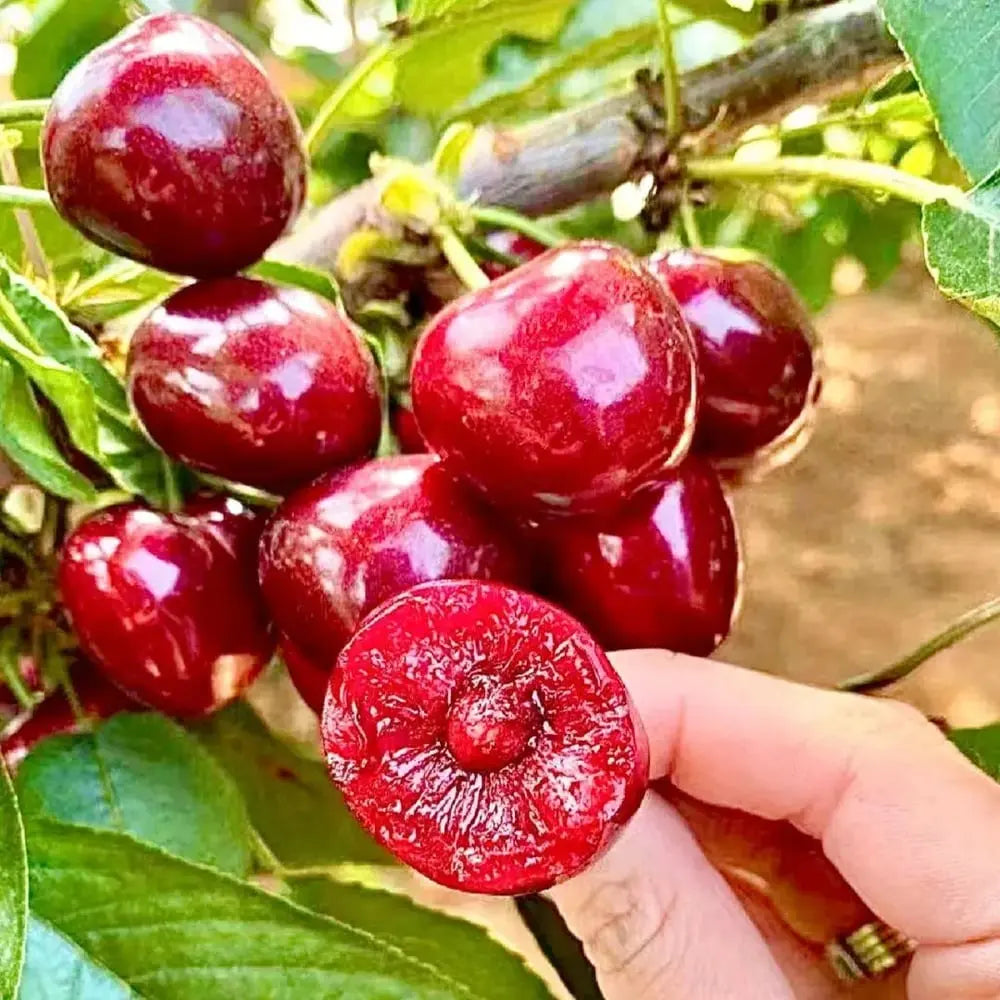Rainier Cherry Seeds – High Quality Cherries