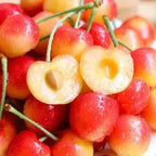 Rainier Cherry Seeds – High Quality Cherries