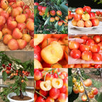 Rainier Cherry Seeds – High Quality Cherries