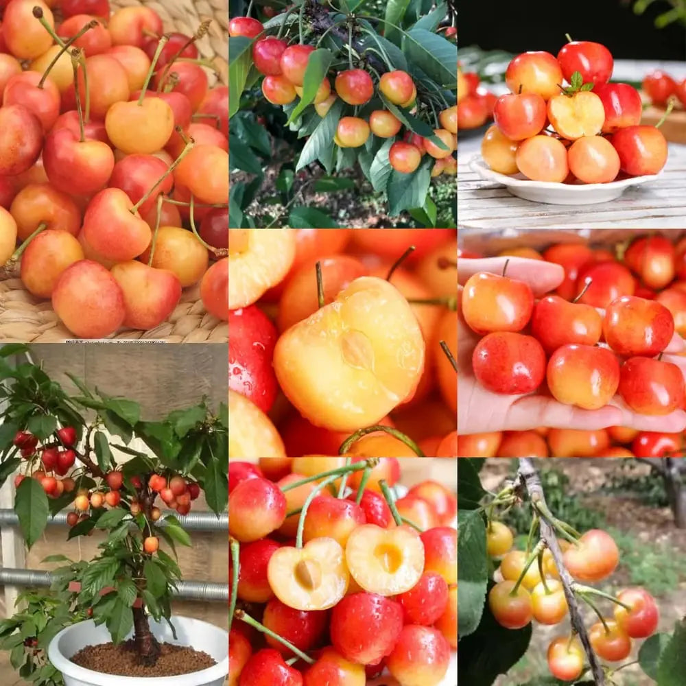 Rainier Cherry Seeds – High Quality Cherries