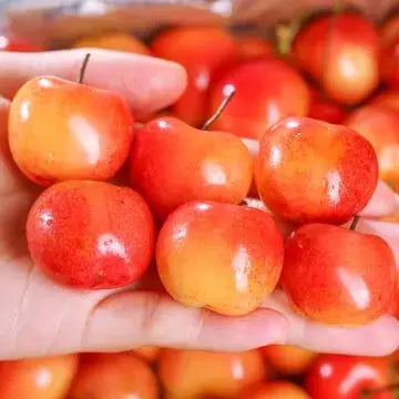 Rainier Cherry Seeds – High Quality Cherries