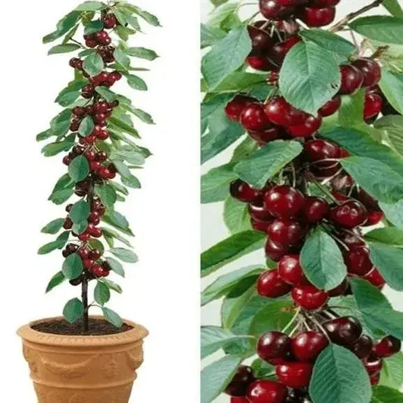 Rainier Cherry Seeds – High Quality Cherries