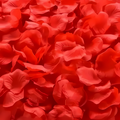 Rose Dream