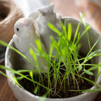 Compact Plant Box for Indoor and Outdoor