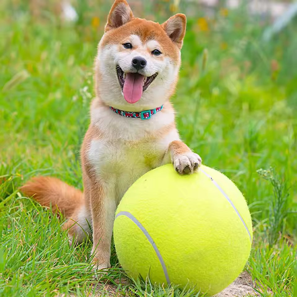 Extra large tennis ball for dogs