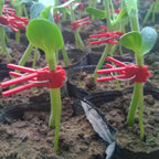PlanturaClip Plant Clips | Stabilize & Fix | Gentle on the Plant | Versatile Use