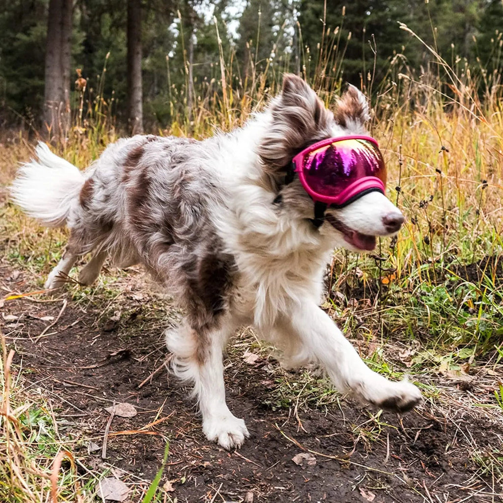 Dog sunglasses with UV protection windproof adjustable