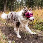 Dog sunglasses with UV protection windproof adjustable