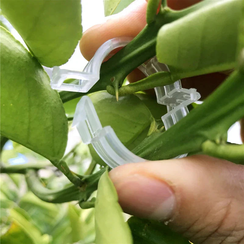 Plastic clamps for plant support | Grafting and fixing tool!