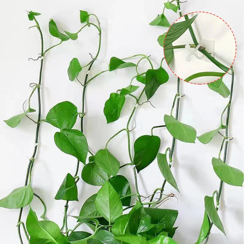 Climbing Wall Mounting Clips – Practical Plant Holders for Wall Decoration