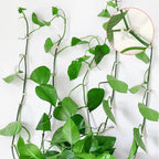 Climbing Wall Mounting Clips – Practical Plant Holders for Wall Decoration