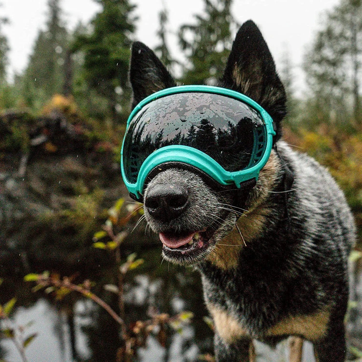 Dog sunglasses with UV protection windproof adjustable