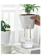 Plantilo Self-watering Flower Pot | Transparent | Automatic Water Supply | For Houseplants