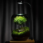 Micro Landscape Glass Vase | Clear Terrarium Planter for Succulents & Home Decor