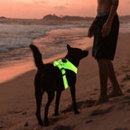 LED Dog Harness USB rechargeable & adjustable