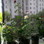 SHADYNET Pro | Shade net 70–80 % | UV protection & privacy protection | For garden & greenhouse