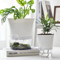 Plantilo Self-watering Flower Pot | Transparent | Automatic Water Supply | For Houseplants
