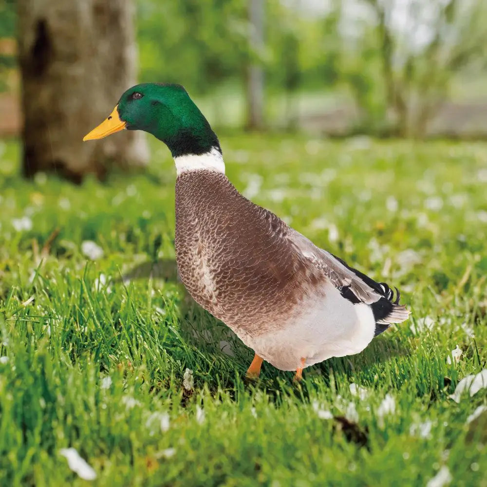 DuoDuck Realistic Double-Sided Gray Feather Sculpture